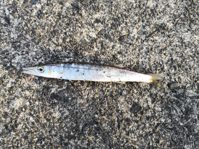 カマス