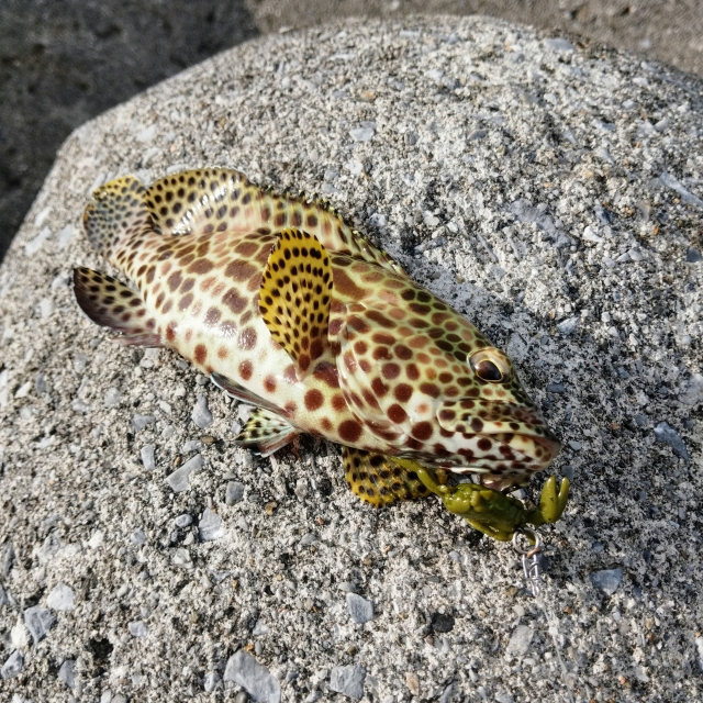 ミーバイのおすすめタックルをチェック